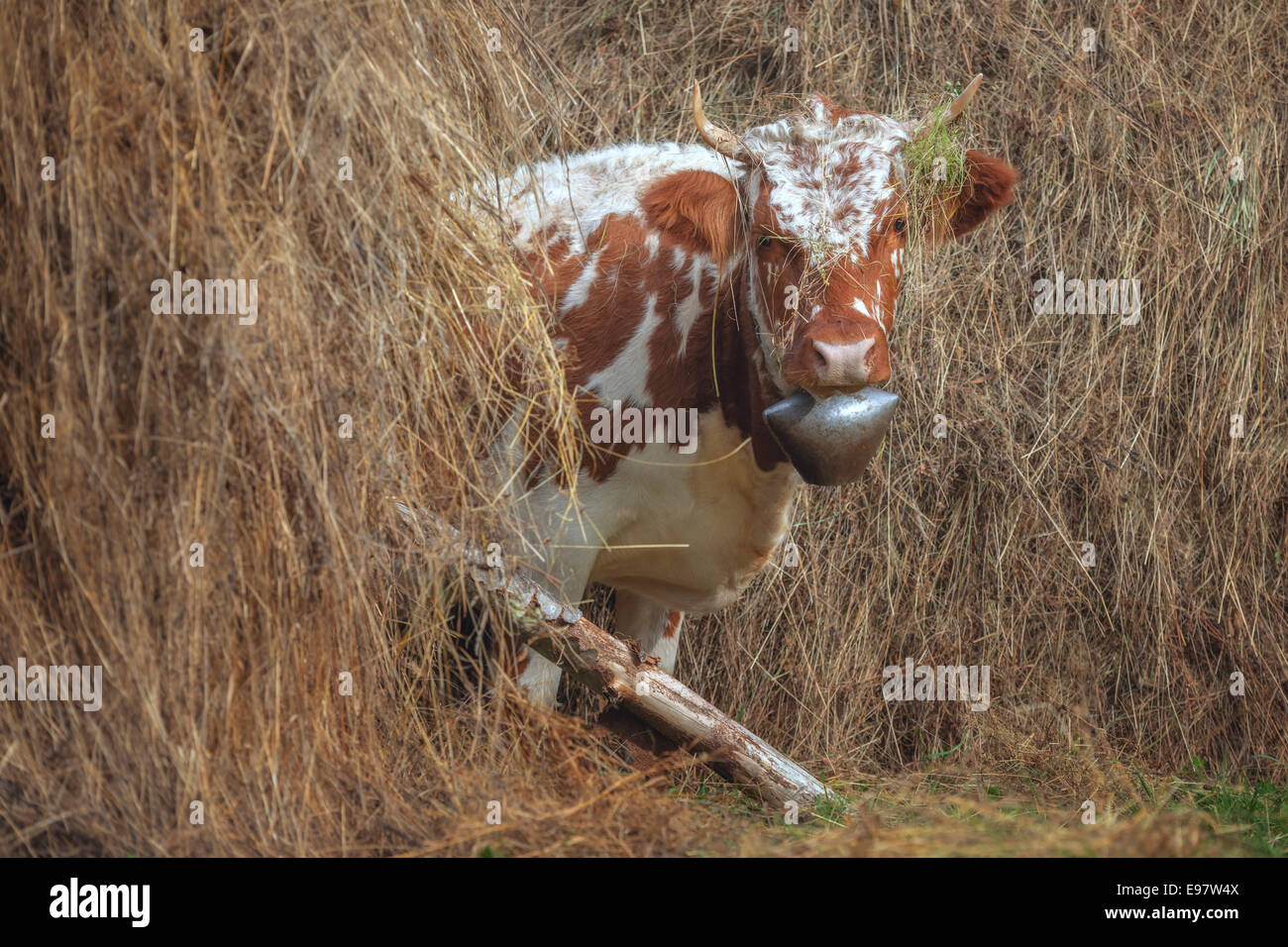 Divertente mucca nel fieno closeup Foto Stock