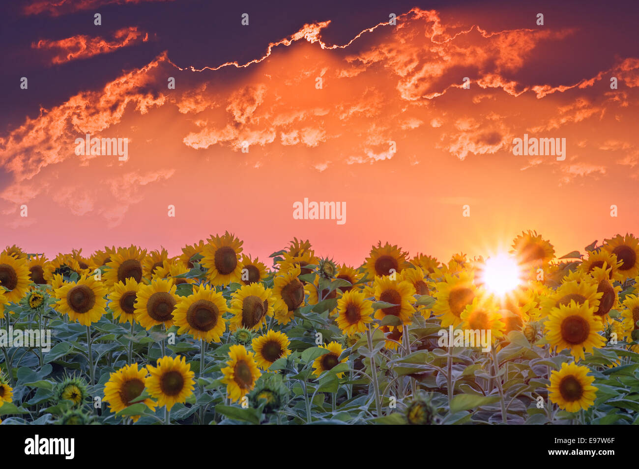 Campo di girasoli e arancione tramonto Foto Stock