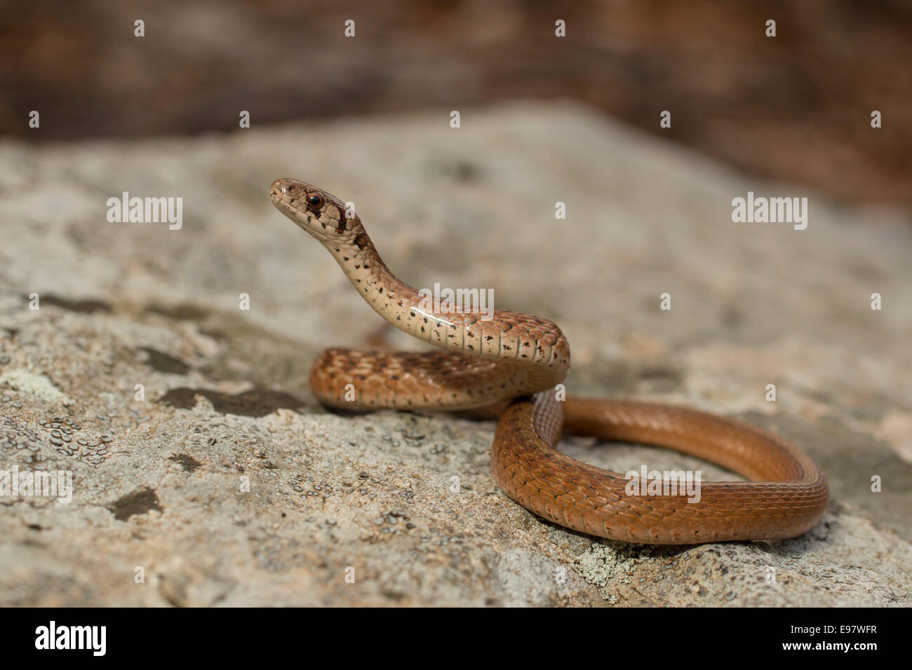 Northern snake marrone - Storeria dekayii Foto Stock