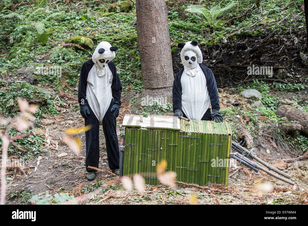 Panda custodi esca Yun Tao, in una scatola in modo da poter spostare il suo fino al successivo livello di formazione nel Wolong Riserva Naturale Nazionale Foto Stock