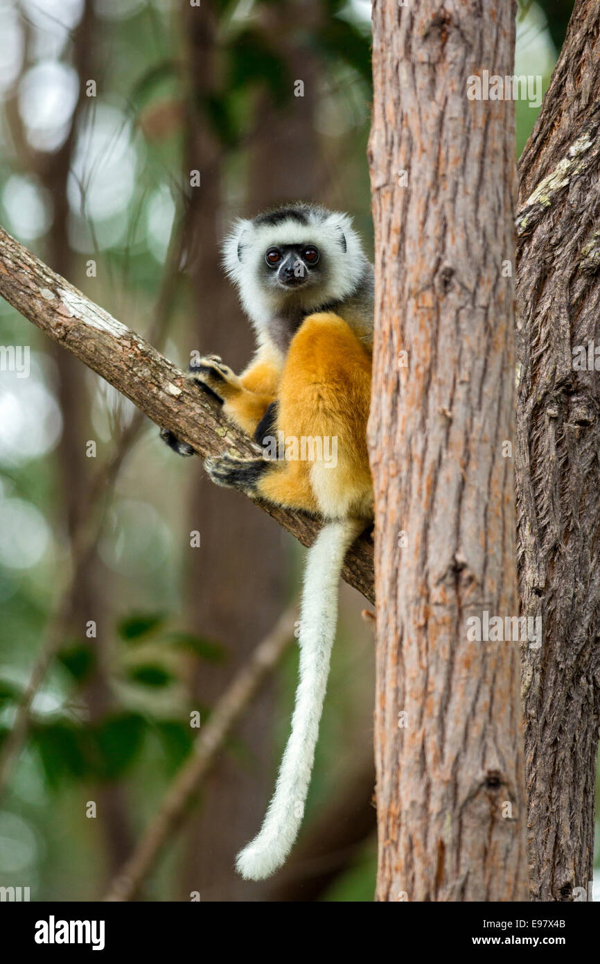 Lemur,Diademed sifaka,Propithecus diadema,Vakôna Forest Lodge, Andasibe, Madagascar Foto Stock