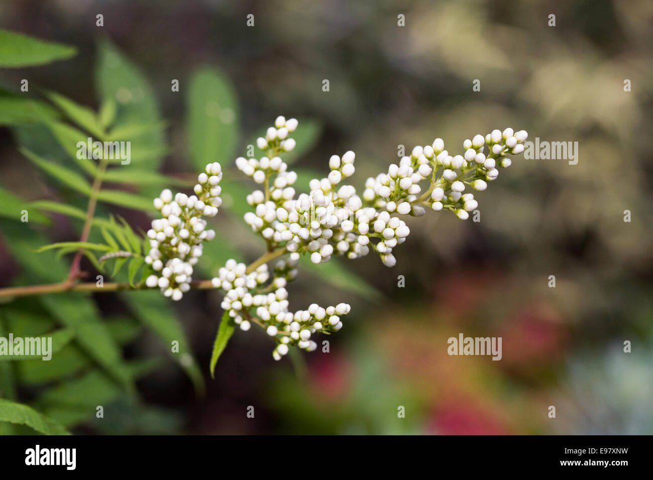 Sorbaria sorbifolia var. stellipila boccioli di fiori. Foto Stock