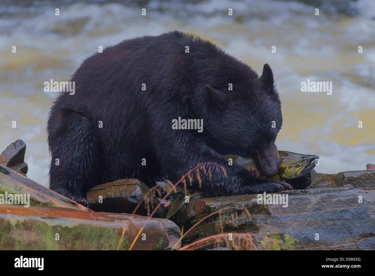Un orso nero cattura un Salmone Chum a Baia Neets incubatoio, Alaska. Foto Stock