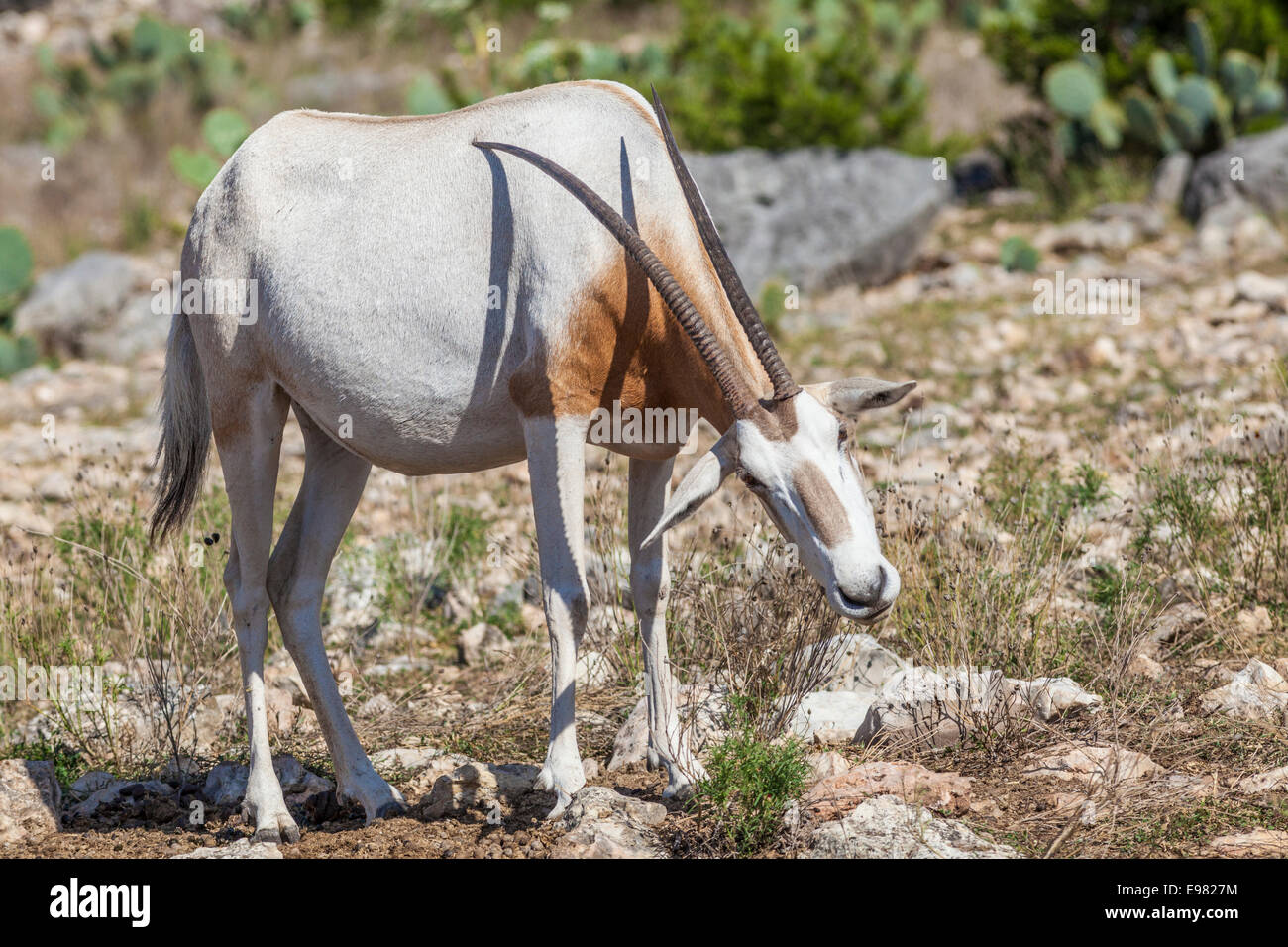 Scimitar-Horned Oryx graffiare torna con corna a Natural Bridge Wildlife Ranch. Foto Stock