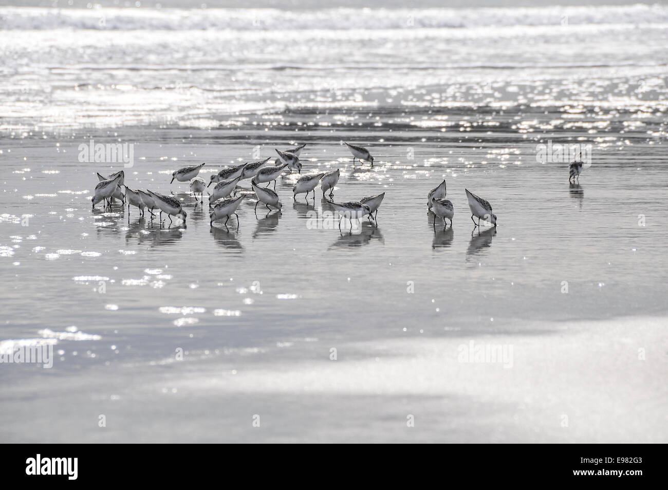 Alta immagine chiave 20-25 Sandpiper uccelli riflettono in alimentazione in ocean surf. La luce del sole riflette la superficie oceanica in background. Foto Stock