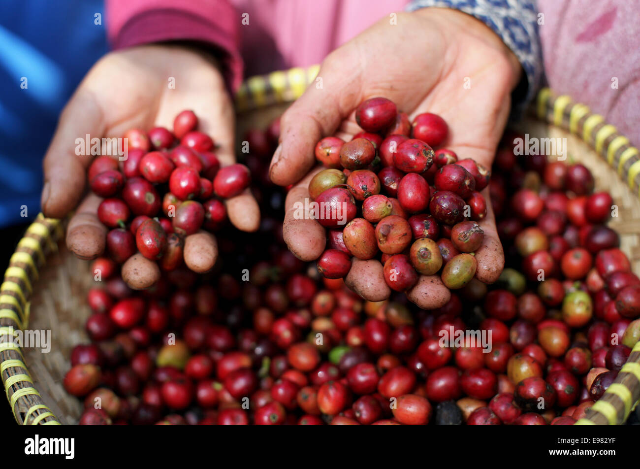 Mature i chicchi di caffè raccolto. Foto Stock