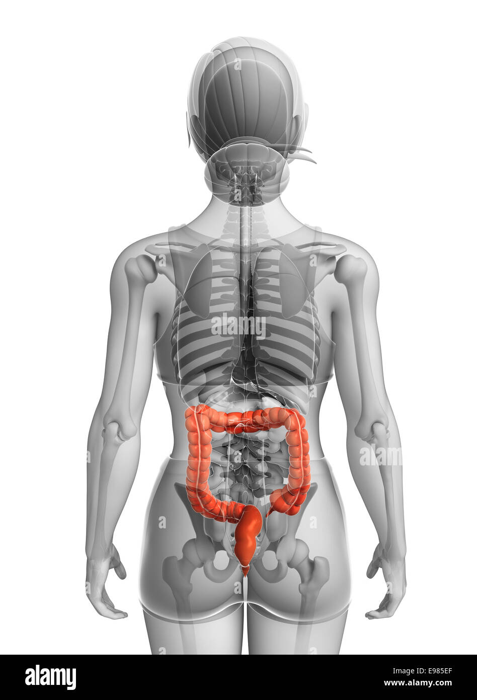 Illustrazione della femmina di intestino crasso anatomia Foto Stock