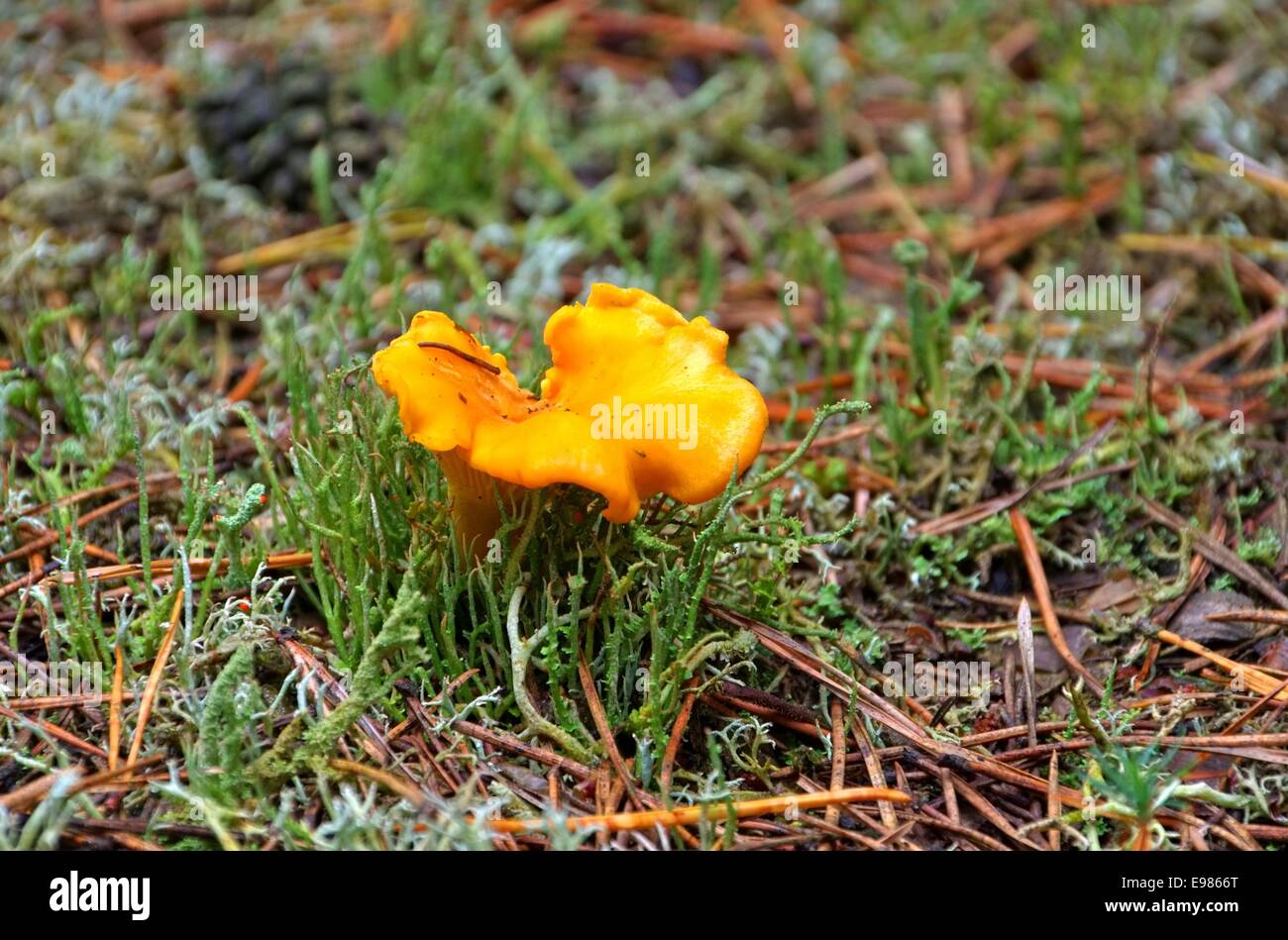 Pfifferling - Chanterelle 02 Foto Stock