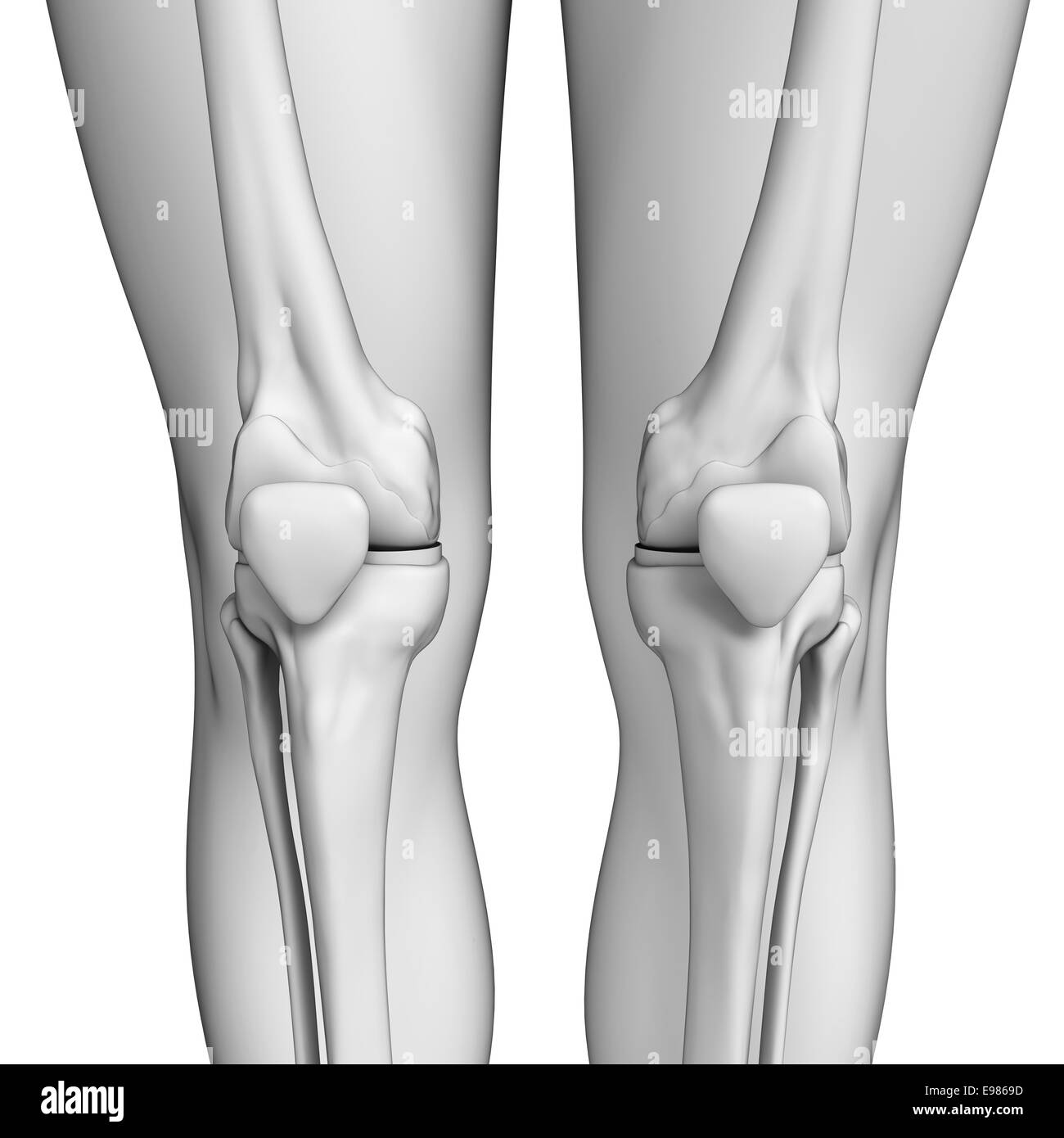 Illustrazione del ginocchio umano artwork Foto Stock