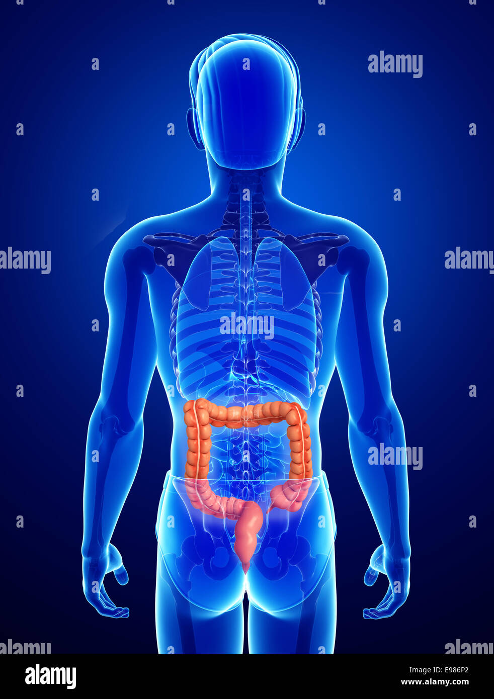 Illustrazione dei maschi di intestino crasso anatomia Foto Stock