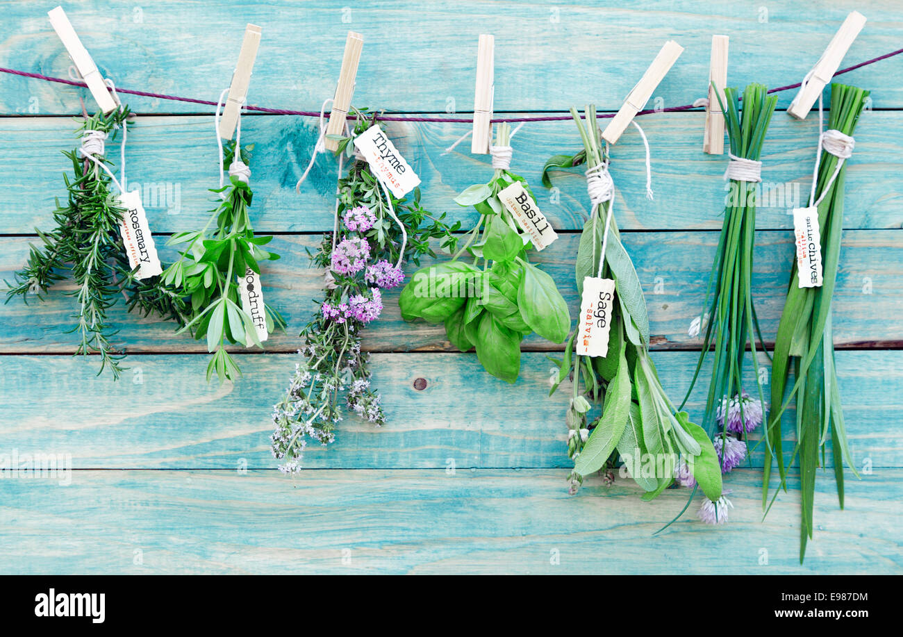 Assortiti erbe appeso su un vecchio e legno vintage sfondo blu per il condimento del concetto. Foto Stock