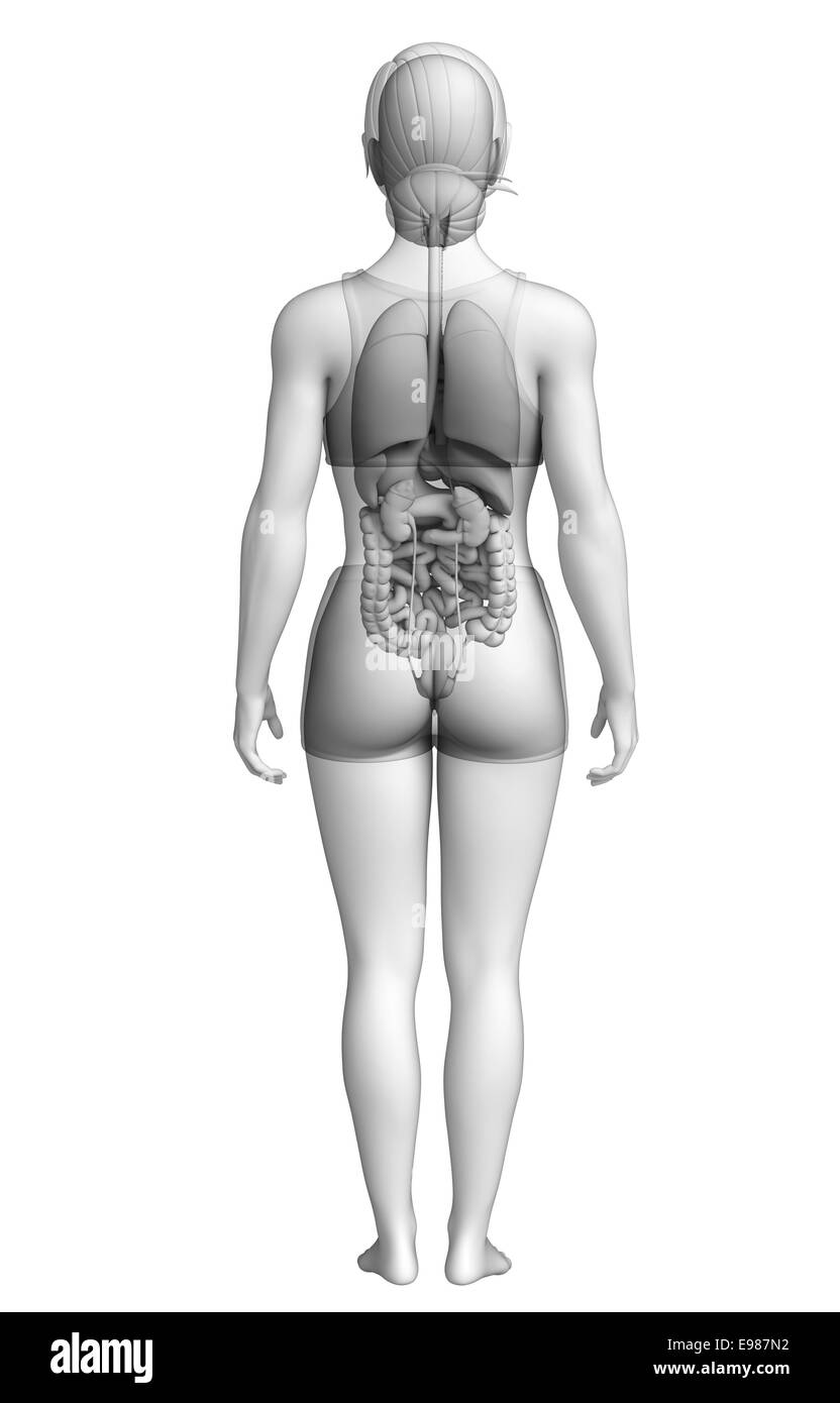 Illustrazione della femmina sistema digestivo Foto Stock