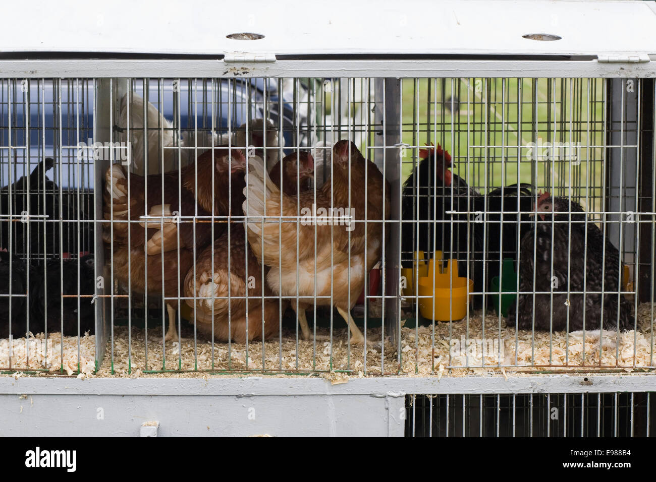 Addomesticazione,uovo che posa di polli in gabbia Foto Stock