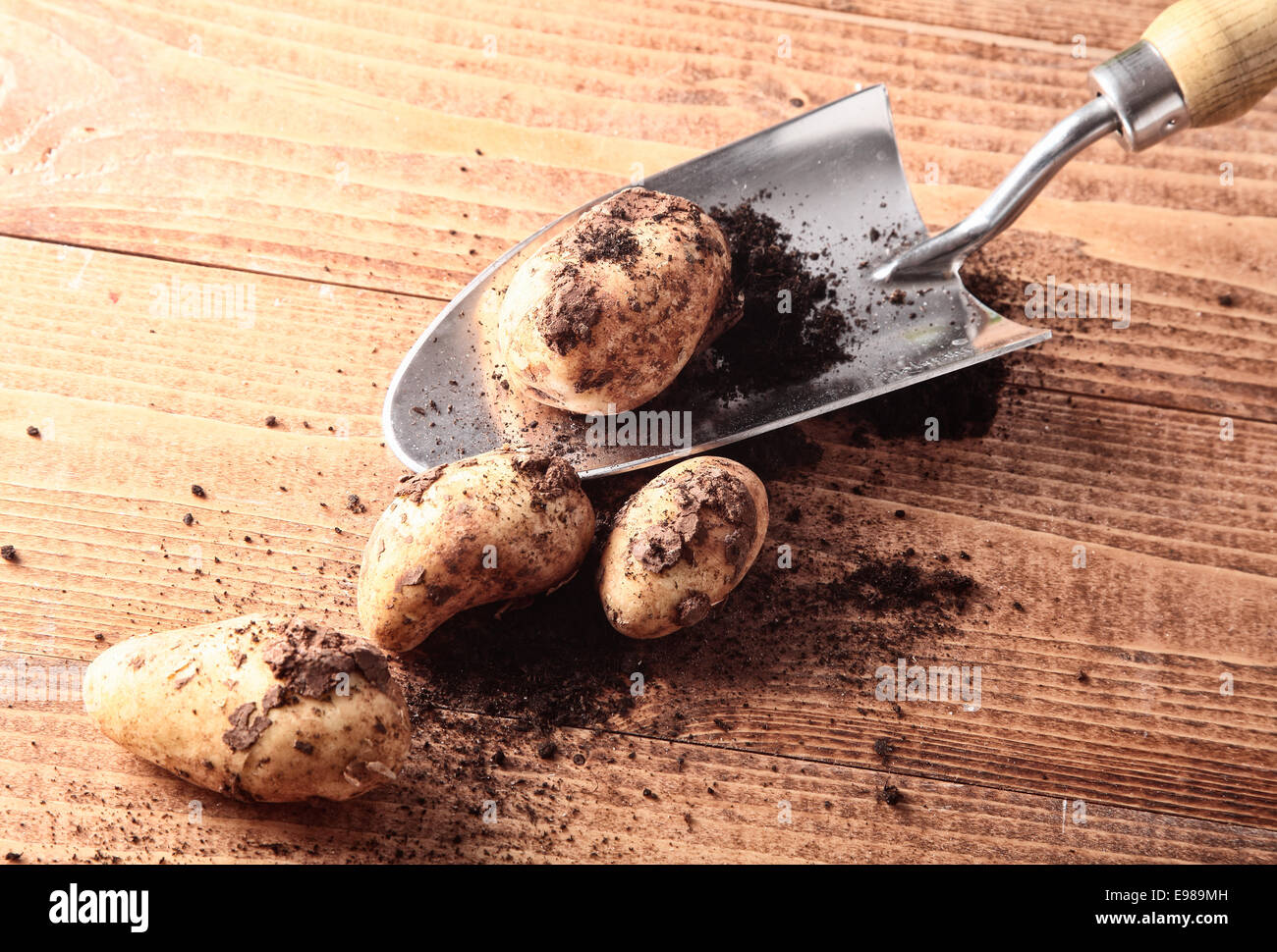 Appena scavato patate ancora con terra aggrappandosi a loro su un tavolo di legno con un piccolo giardino cazzuola Foto Stock