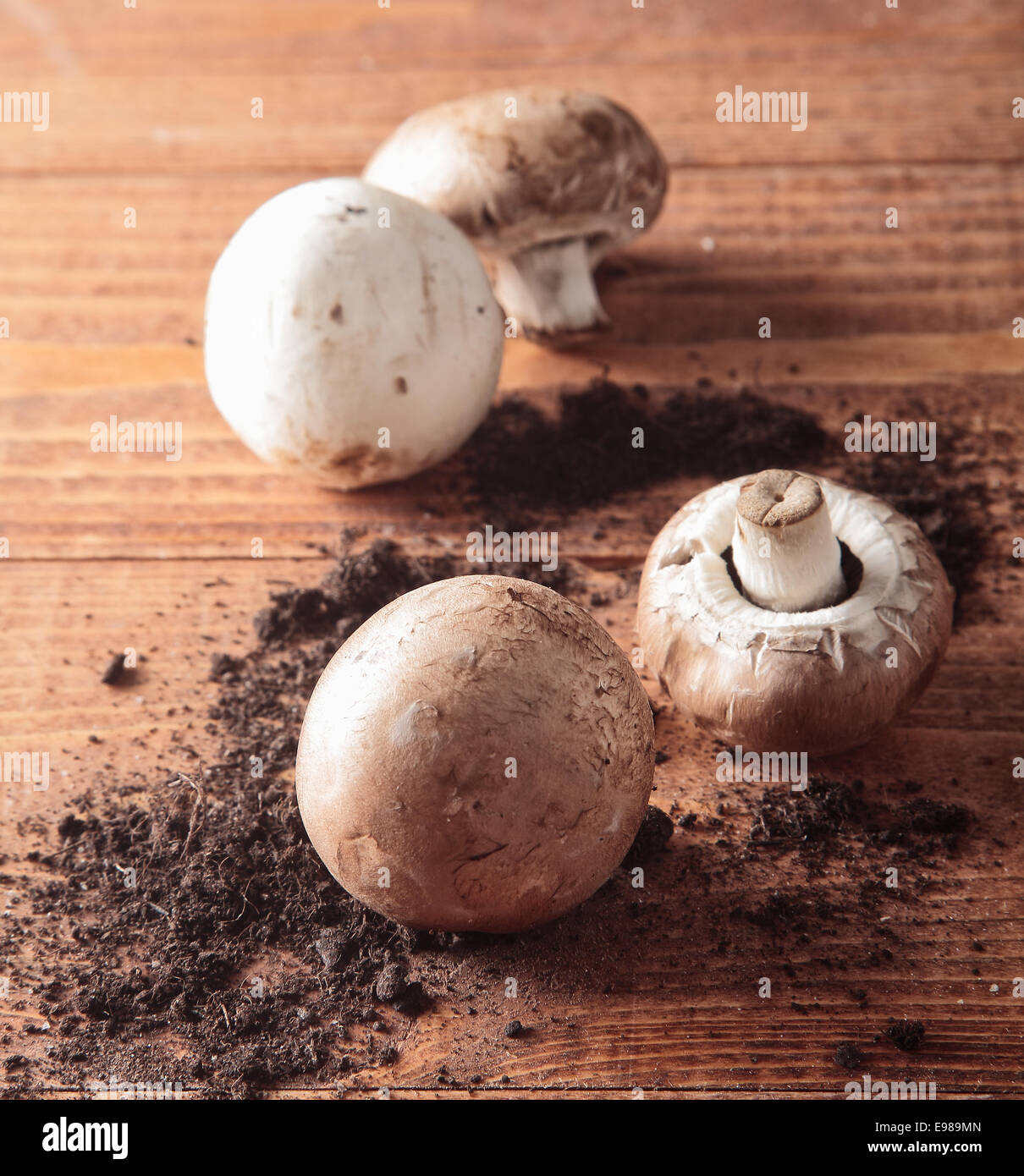 Appena raccolto funghi giacente su di una superficie di legno con terreno diffusa Foto Stock