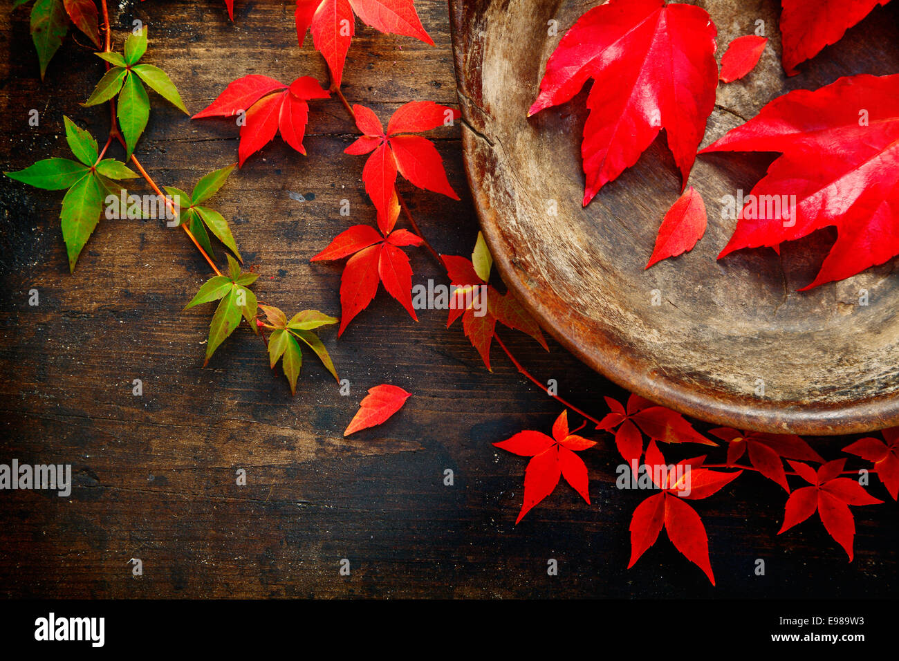 Vista aerea di colorati di rosso virgina superriduttore sul fogliame di un legno vecchio tavolo rustico con un vaso di ceramica formando un patrimonio artistico di autunno o cadere ancora vita Foto Stock
