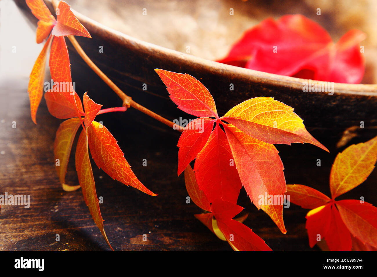 Bel rosso e giallo virginia foglie del riduttore finale su un rustico vaso in ceramica che simboleggia la modifica dei colori dell'autunno Foto Stock