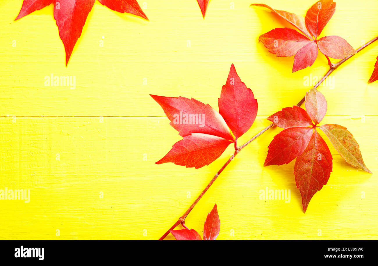 Rosso di tallonamento virgina superriduttore in mostra il suo autunno o colori autunnali contro un giallo brillante background con copyspace Foto Stock