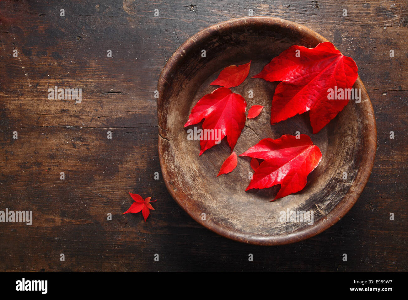 Bellissimo profondo rosso Foglie di autunno da un virgina superriduttore collocato in un rustico vaso in ceramica su un vecchio legno superficie con copyspace Foto Stock