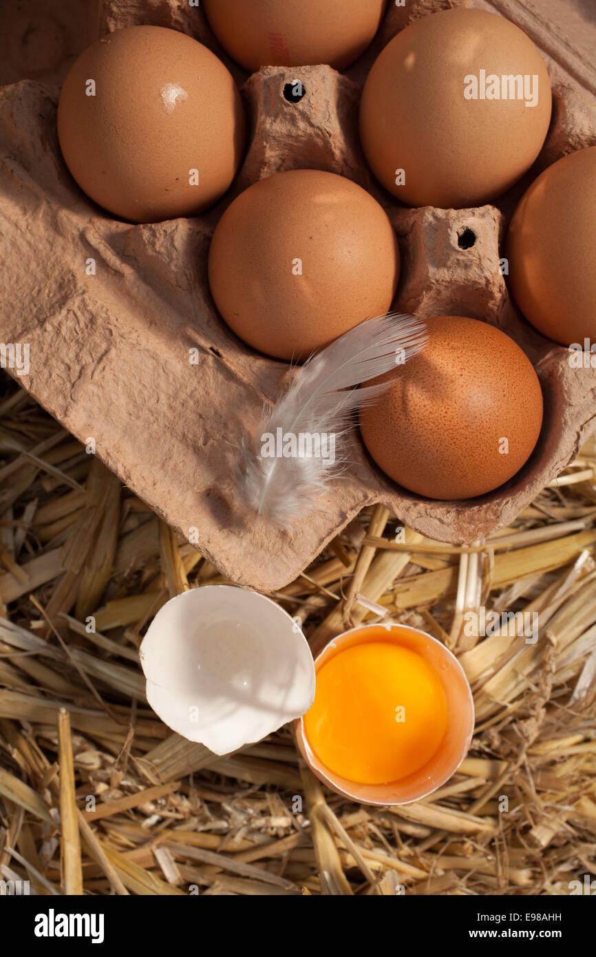 Vista aerea di una scatola di cartone di fresca bruna farm uova e piuma con un tuorlo d'uovo in un guscio rotto su un letto di paglia Foto Stock