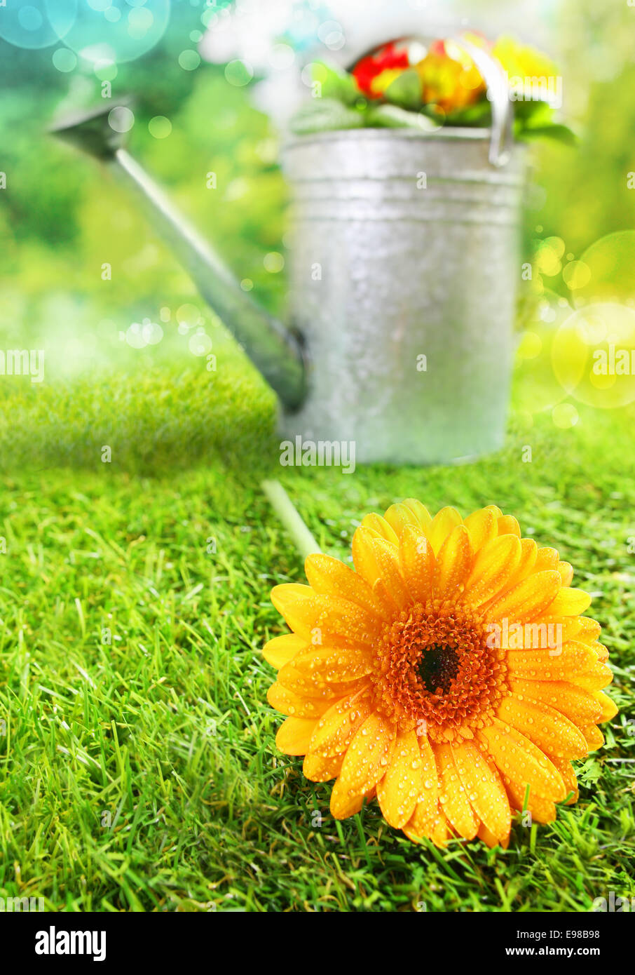 Bel giallo estate Gerbera Margherita con le goccioline di acqua aggrappati ai petali giacenti su un giardino prato con un annaffiatoio visibile dietro al sole Foto Stock