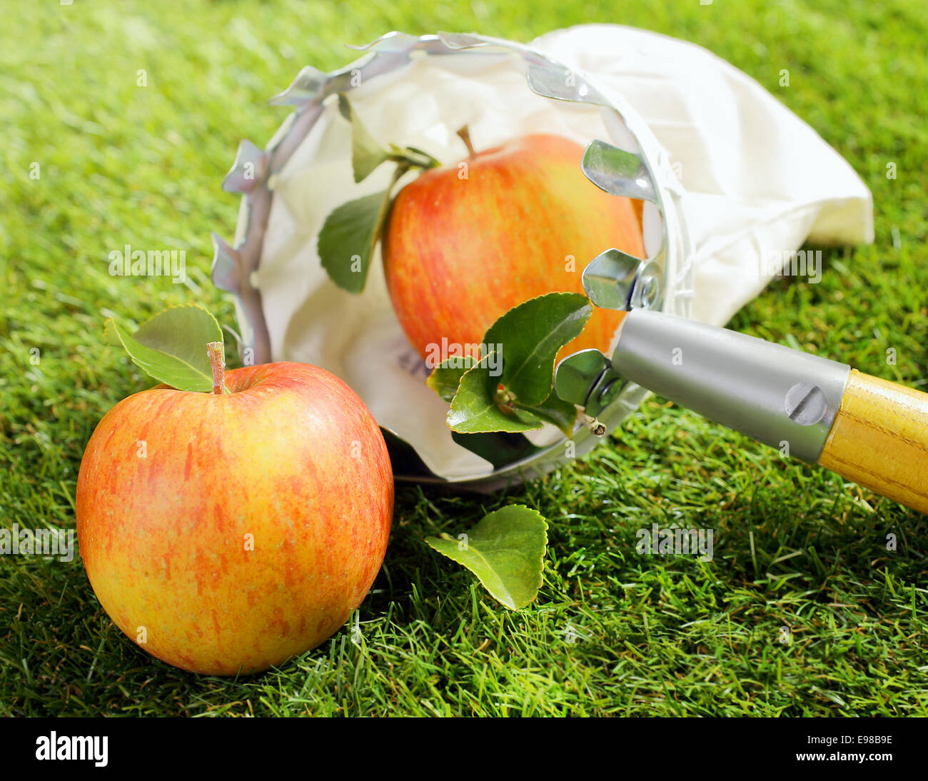 Raccogli frutta in legno immagini e fotografie stock ad alta risoluzione -  Alamy