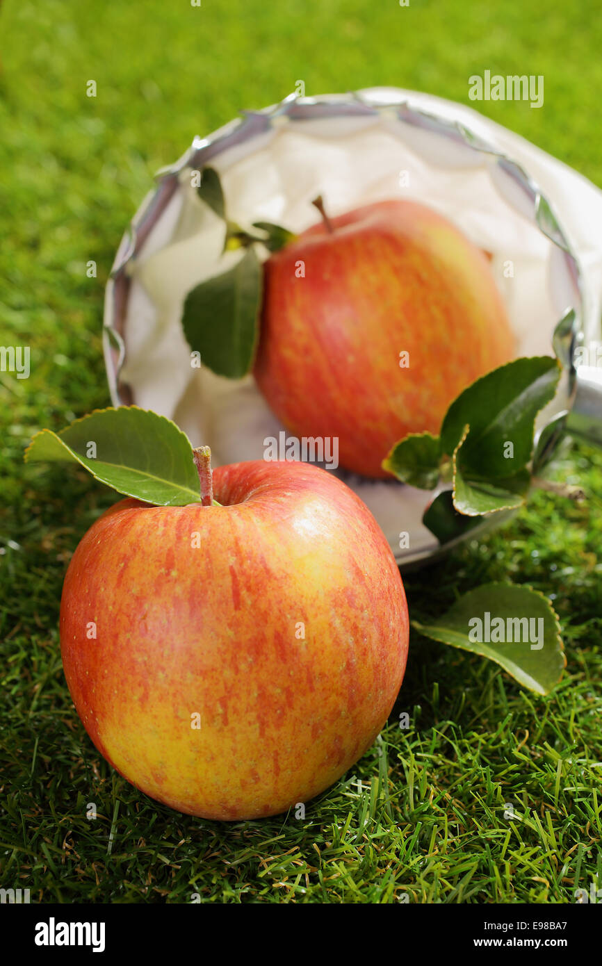 Appena raccolto farm apple giacente su erba verde nella parte anteriore di una piccola rete di prelievo con dof poco profondo Foto Stock