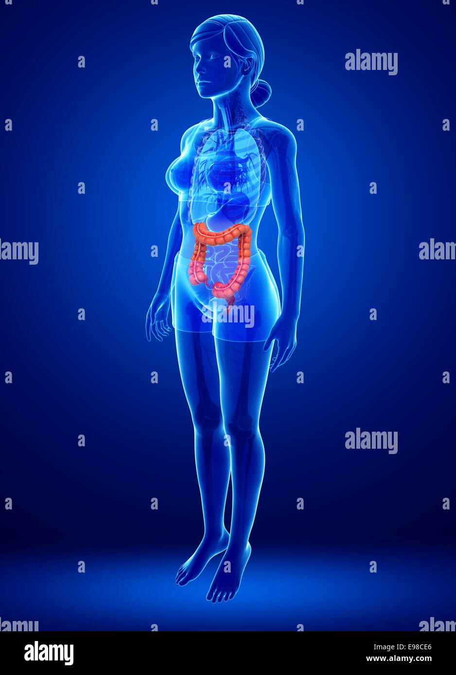 Illustrazione della femmina di intestino crasso anatomia Foto Stock