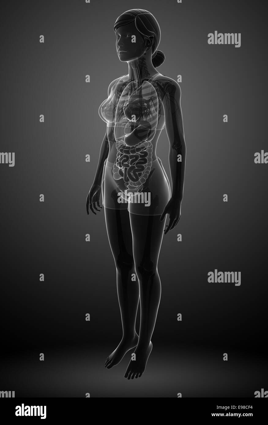 Illustrazione di raggi x sistema digestivo con anatomia femminile Foto Stock