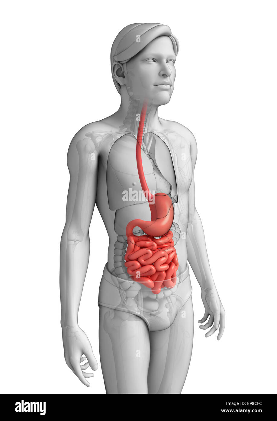 Illustrazione dei maschi di intestino crasso anatomia Foto Stock