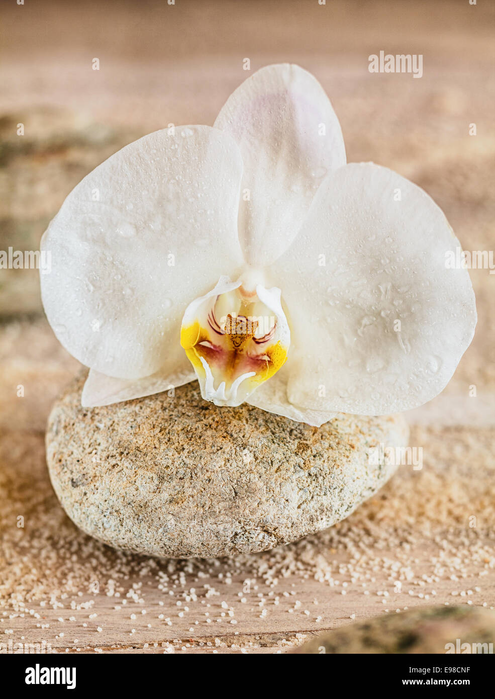 Bella delicata pure white orchid con sparsi in spiaggia di sabbia su una roccia zen concettuale del una spa, trattamento, relax, tranquillità e benessere Foto Stock
