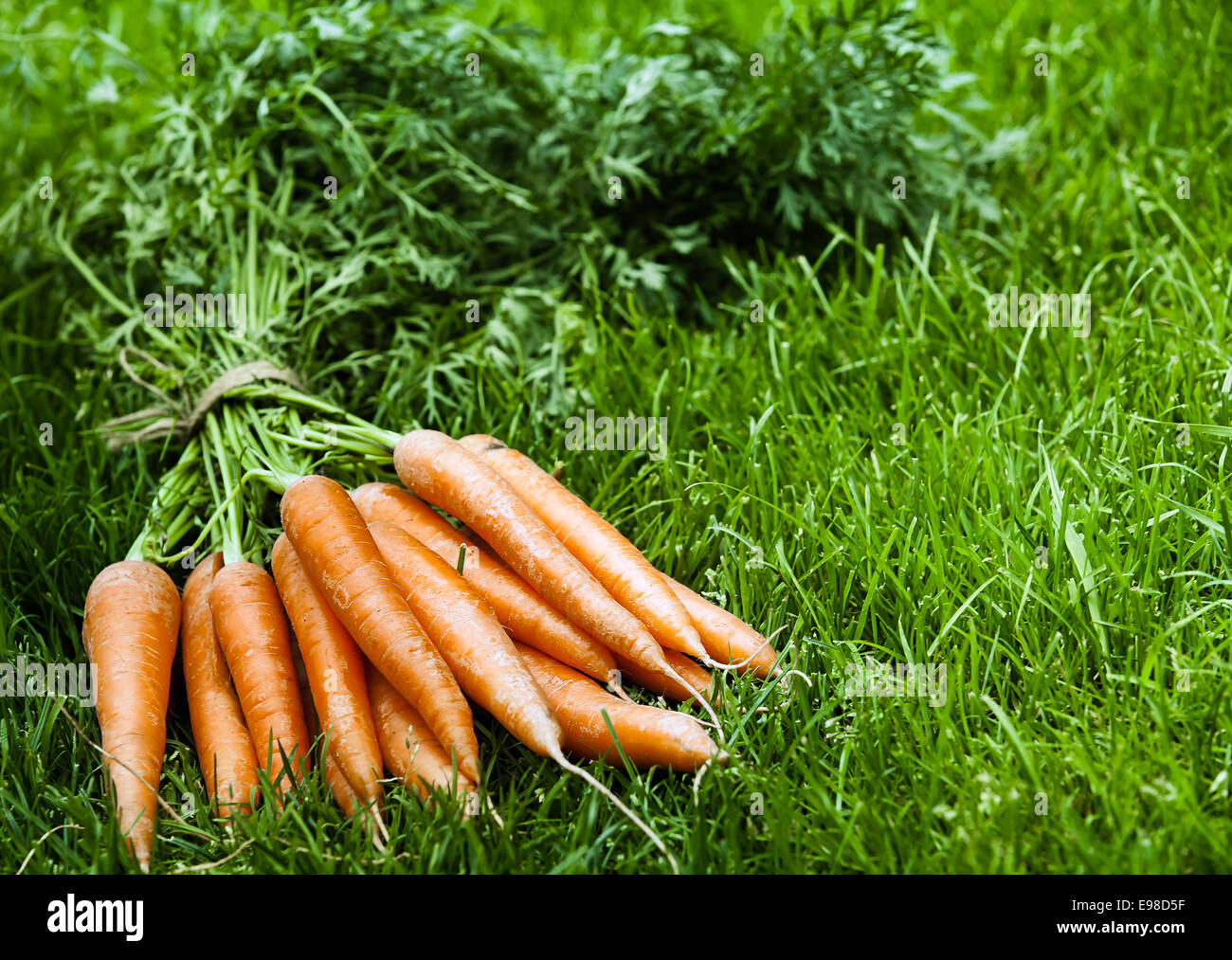 Mazzetto di fresco raccolte arancione organico carote con loro lascia intatte giacente sul lussureggiante verde erba con copyspace Foto Stock