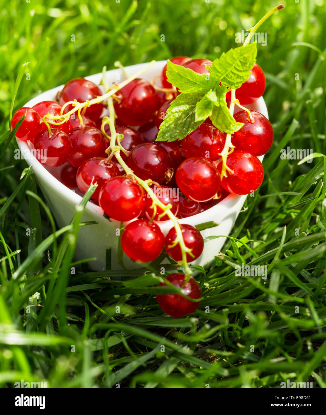 Mazzetto di succosa di ribes freschi coltivati nel giardino in un piccolo contenitore di ceramica permanente sulla lussureggiante erba verde per un snack sani ricchi di sostanze antiossidanti Foto Stock