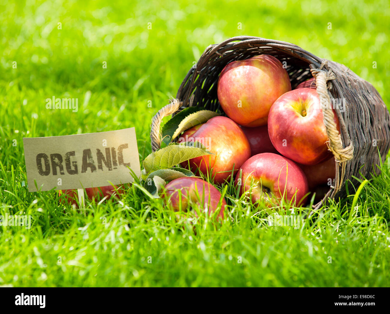 Appena raccolto rosso mele biologiche in un cesto di vimini visualizzati sul suo lato in erba verde in un mercato degli agricoltori con un organico etichetta accanto a Foto Stock