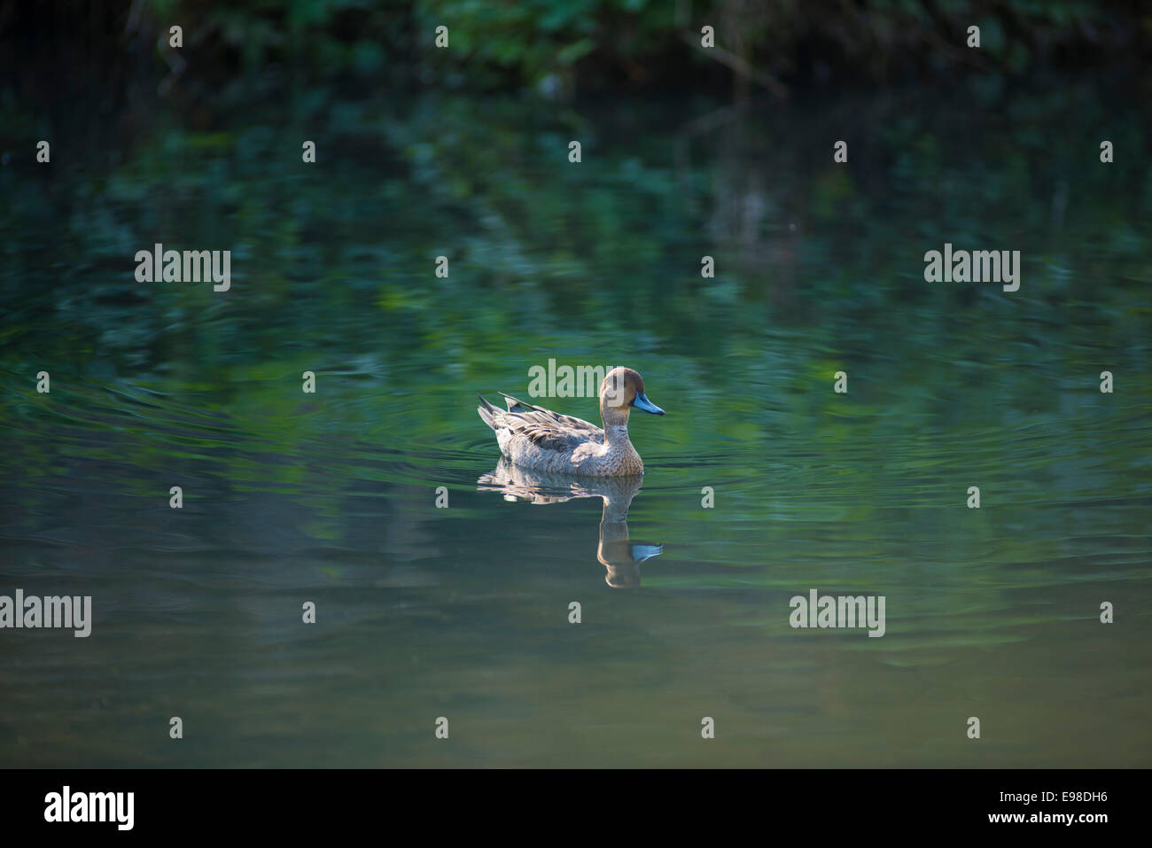 Anatra in uno stagno Foto Stock