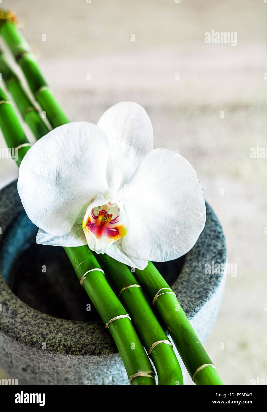 Bella fresca pure white orchid verde con germogli di bambù giacente su un contenitore di pietra concettuale del alternative health, trattamenti spa amd wellness with Shallow dof e copyspace Foto Stock