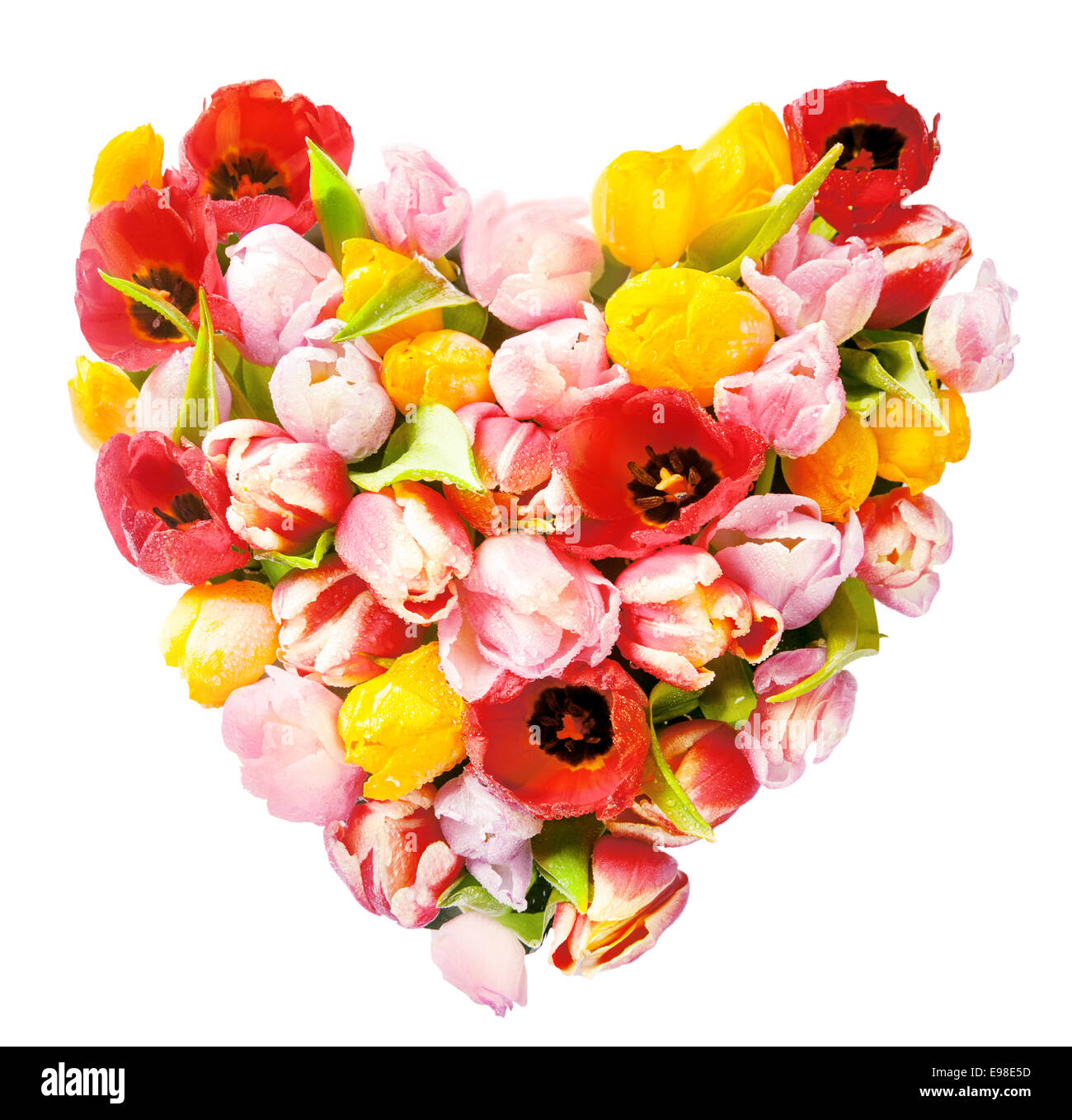 A forma di cuore la disposizione di colorati tulipani freschi simbolica dell amore e romanticismo isolato su bianco in formato quadrato per una fidanzata o amato Foto Stock