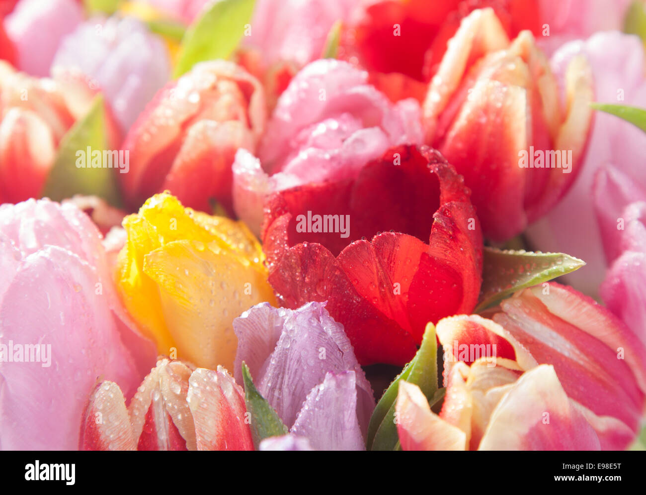 Molla di colorati tulipani mostrare la bellezza della natura in un primo piano sullo sfondo stagionali di delicati fiori Foto Stock