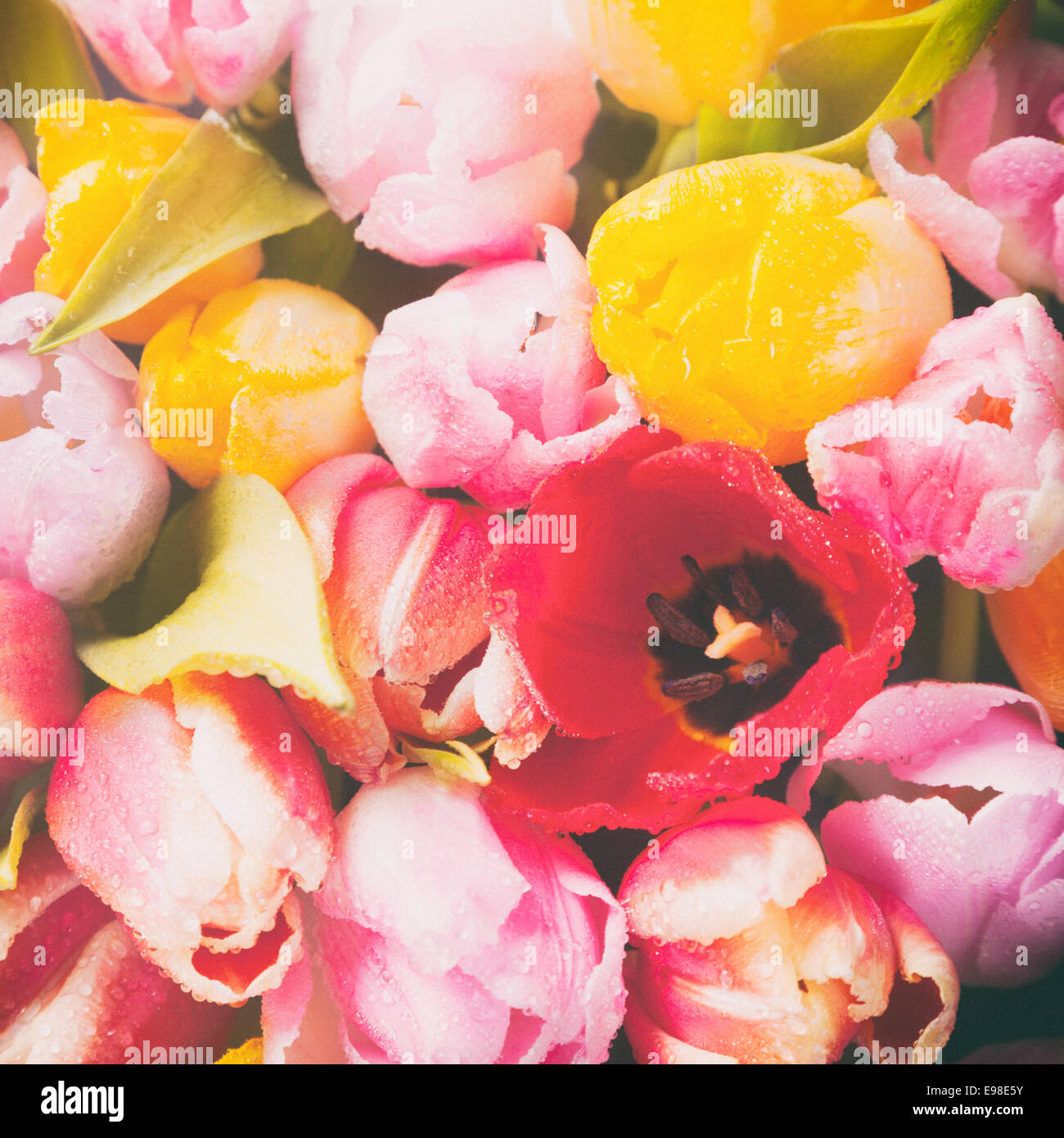 Effetto Vintage tonica e sbiadite square sfondo floreale multicolore di tulipani freschi con messa a fuoco per una grande fioritura rossa sulla destra, vista aerea Foto Stock
