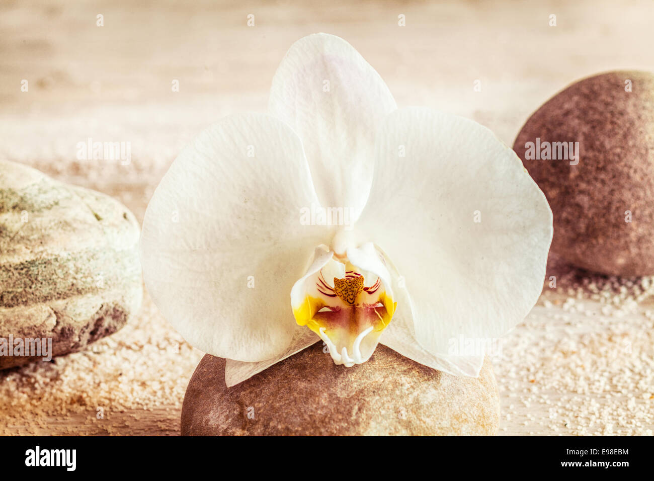 Bellissima orchidea bianca su una spiaggia d'estate in appoggio su di un ciottolo concettuale del beauty, ringiovanimento, coccole e trattamenti termali Foto Stock