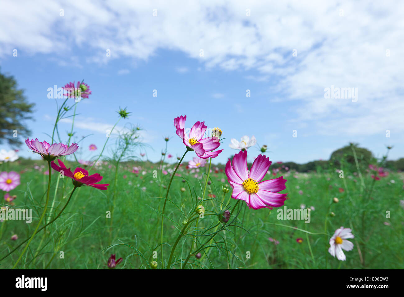 Campo di Cosmo Foto Stock