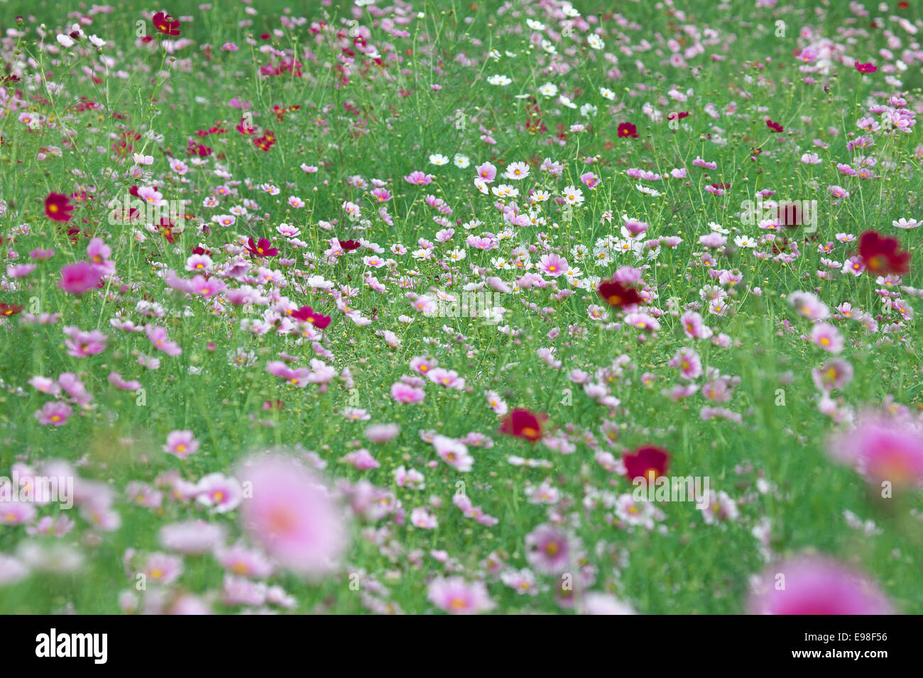 Campo di Cosmo Foto Stock