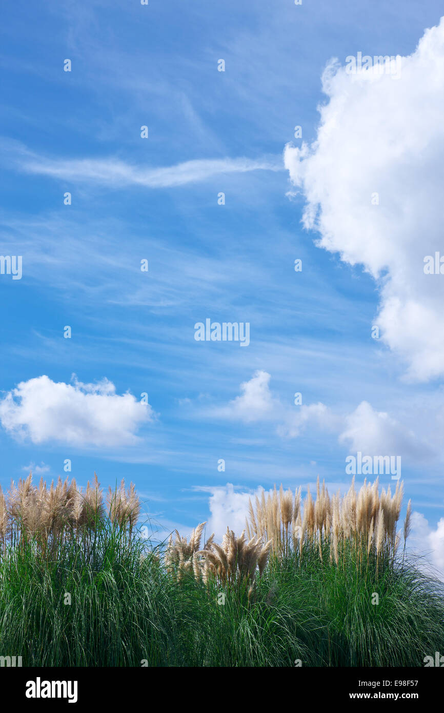 Giapponese di erba di argento Foto Stock