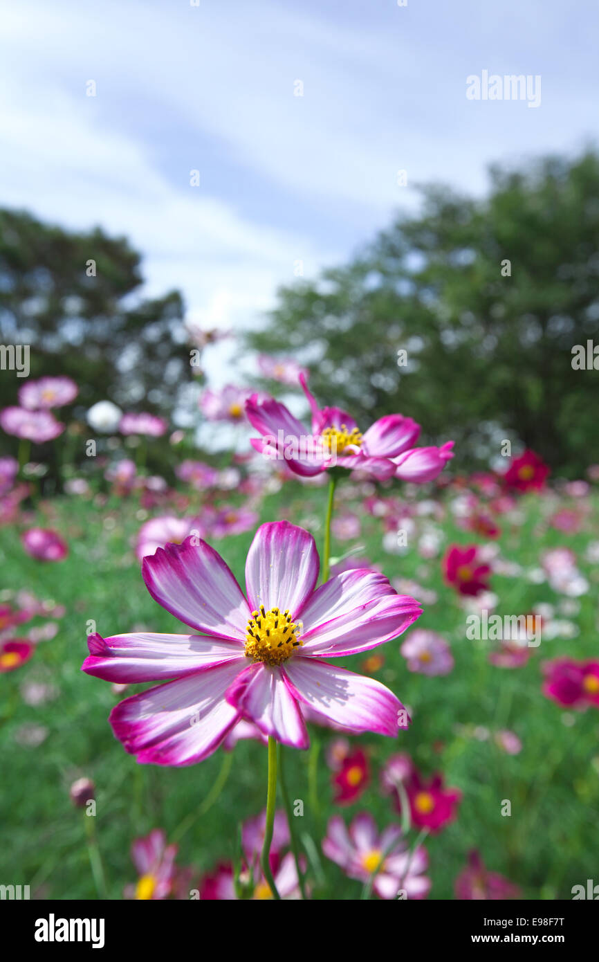 Campo di Cosmo Foto Stock