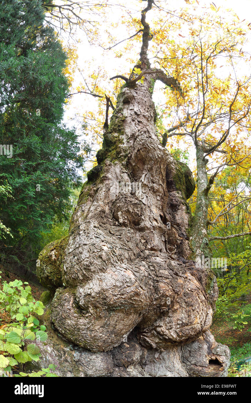 Prefettura di Yamanashi, Giappone Foto Stock