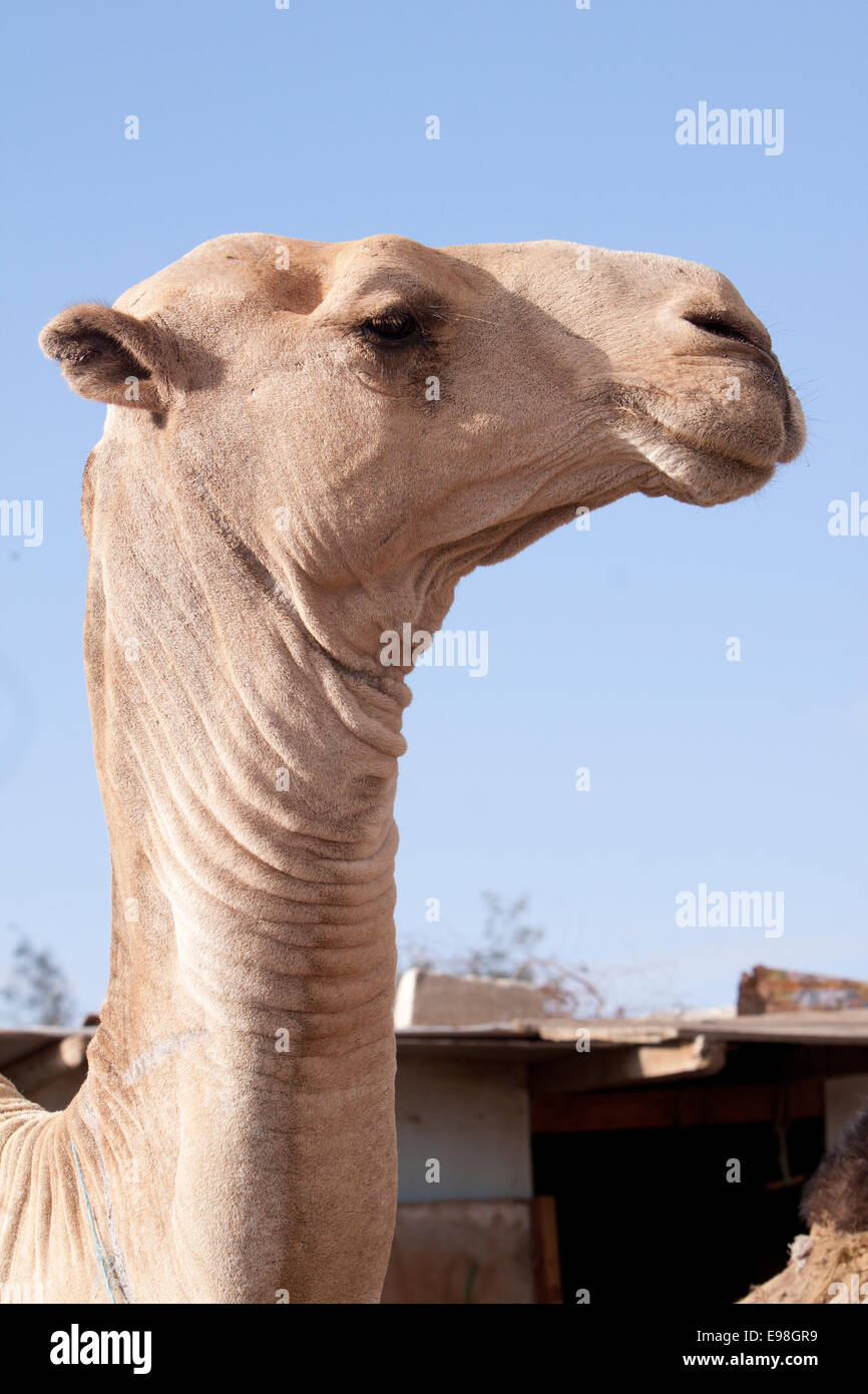 Il mercato di cammelli Foto Stock