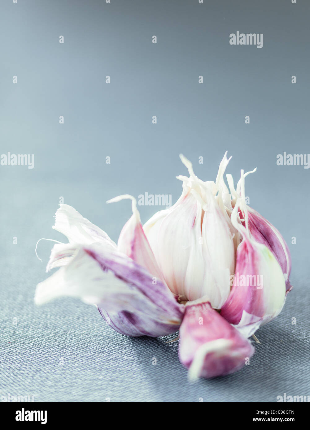 Aromatiche fresche 4 spicchi di aglio in una rottura lampadina aperto su una verticale di uno sfondo grigio con copyspace Foto Stock