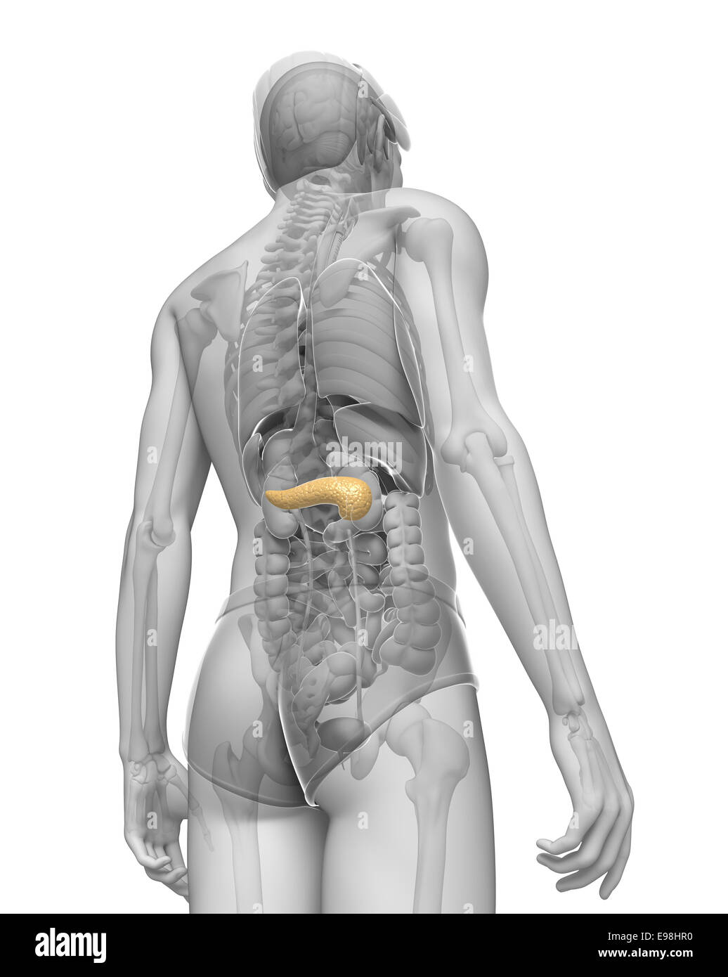 Illustrazione dei maschi di anatomia del pancreas Foto Stock