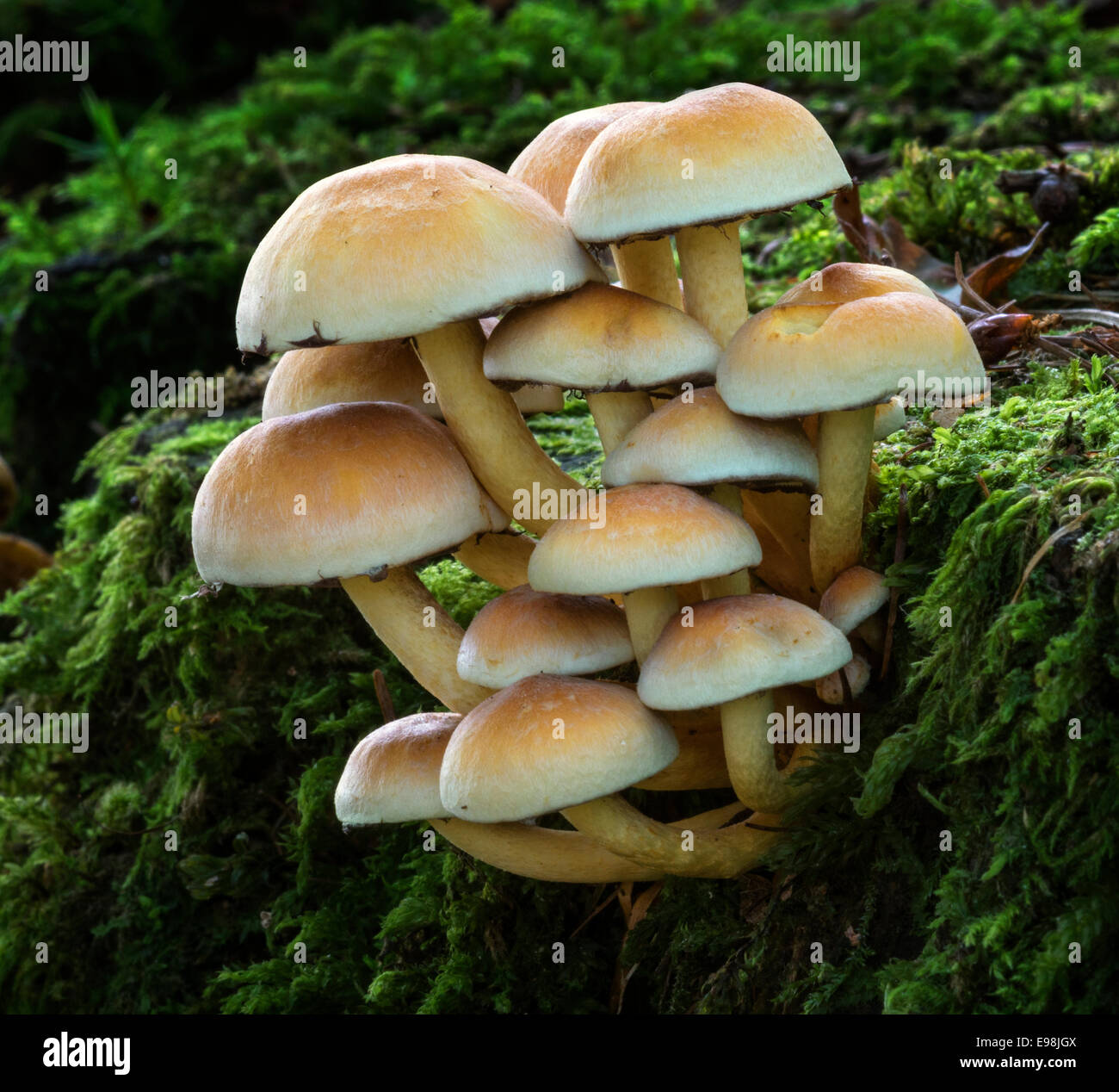 Hypholoma fasciculare, comunemente noto come il ciuffo di zolfo Foto Stock