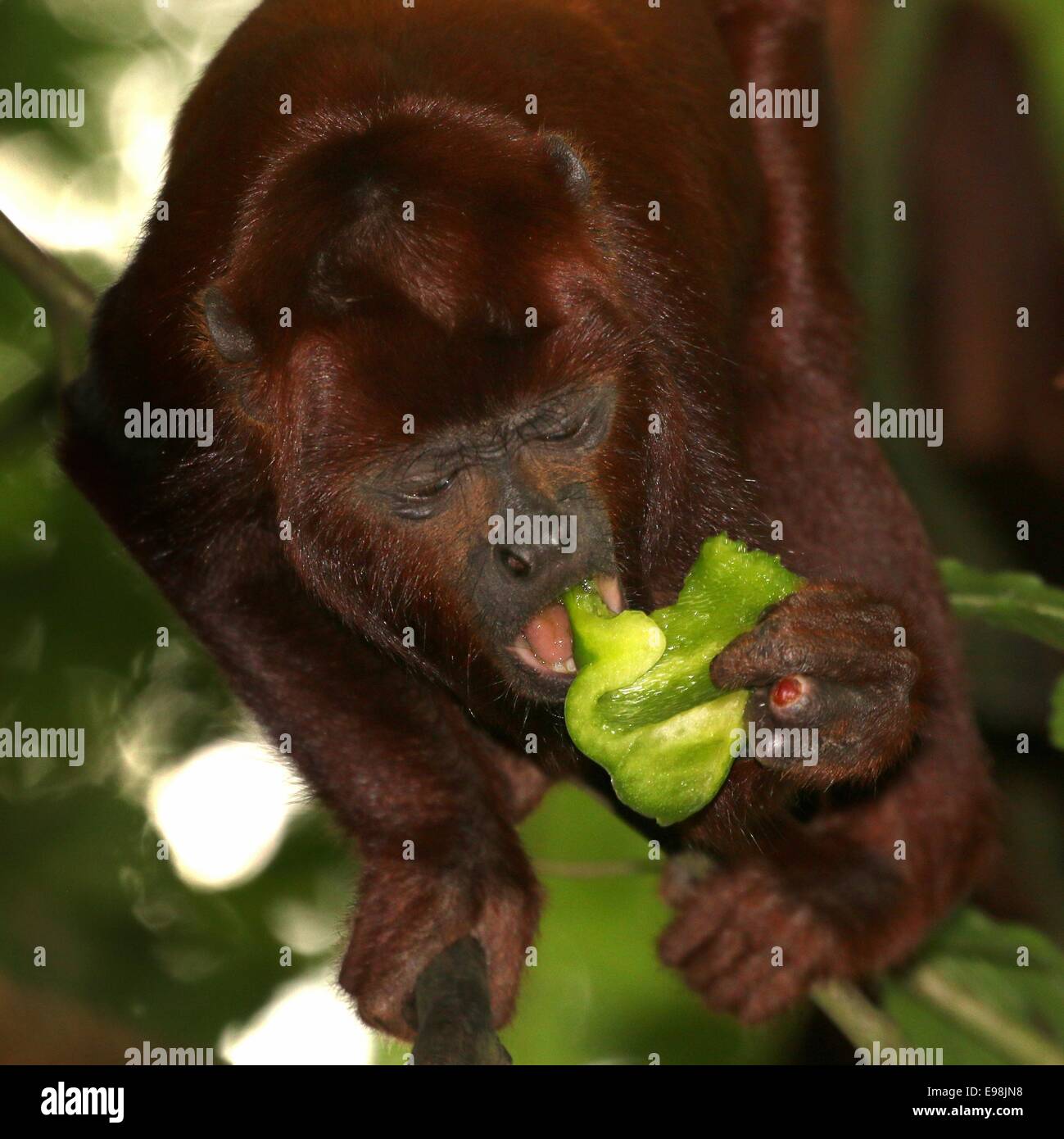 Rosso venezuelano scimmia urlatrice (Alouatta Alouatta) mangiare una fetta di paprica a Apenheul Primate Zoo, Apeldoorn, Paesi Bassi Foto Stock